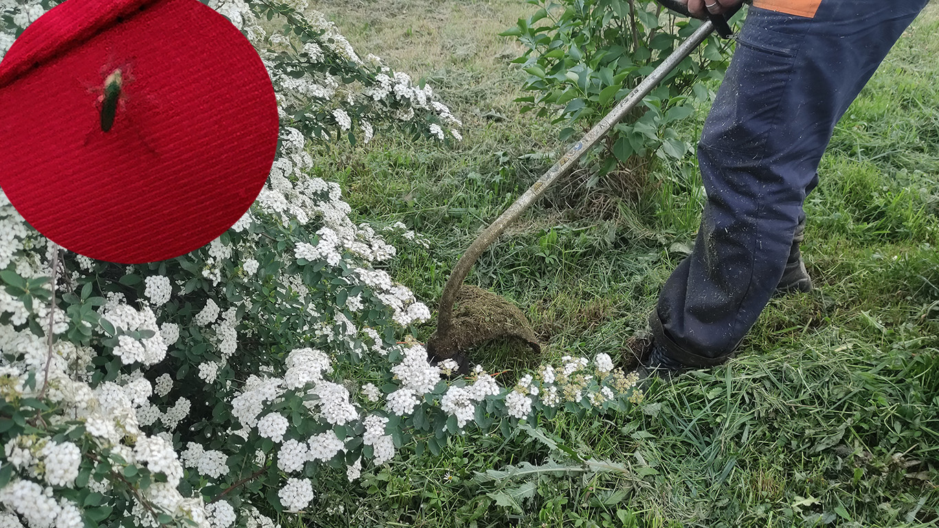 U slučaju virusa Zapadnog Nila nema razloga za paniku